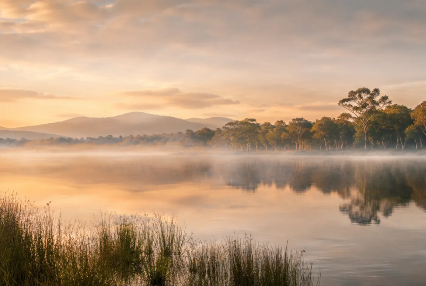 Dawn light over a calm lake with mist and distant eucalyptus trees