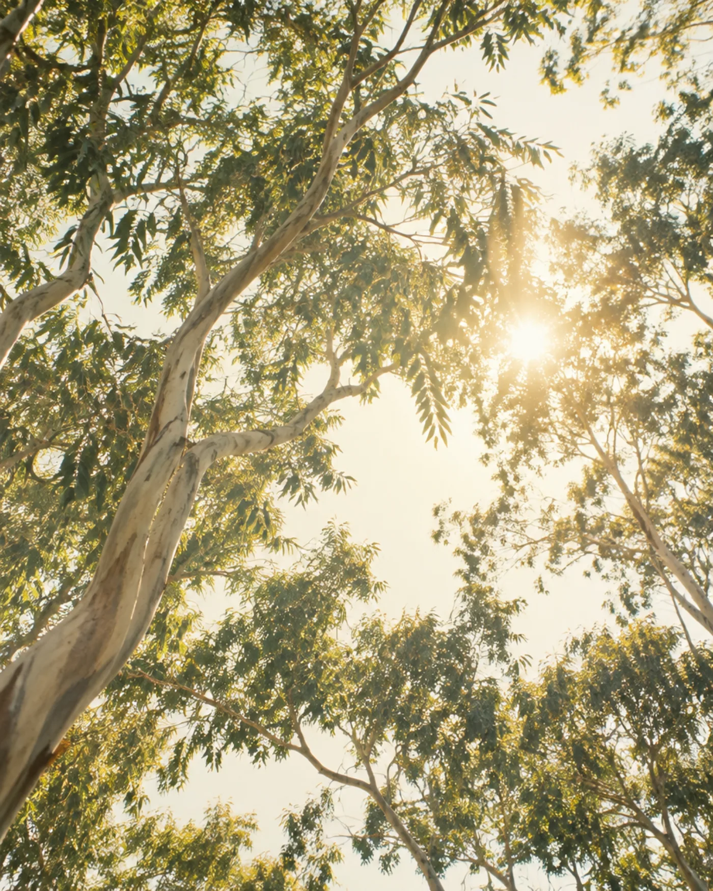 Looking up into a sunlit eucalyptus canopy