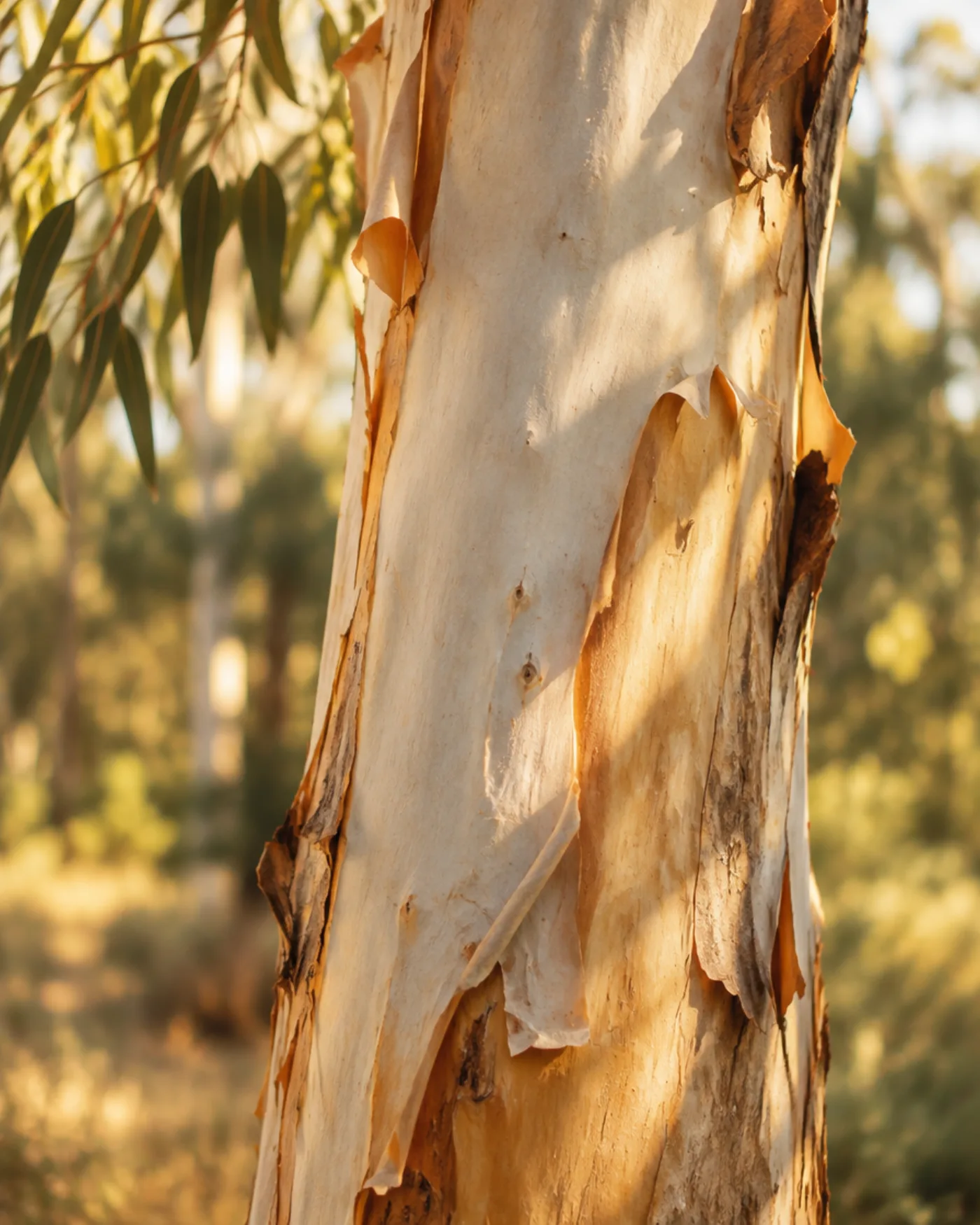 The pale, peeling trunk of a eucalyptus in morning light